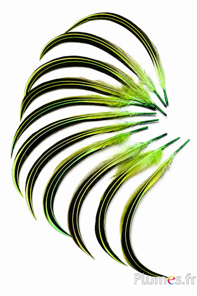 Anatra Mandarino - 15-20 cm -  lime